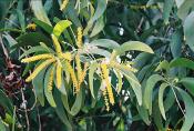 Earleaf acacia or Sickle-leaf acacia (Acacia auriculiformis)