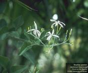 Brazilian Jasmine (Jasminum fluminense)