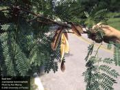 Lead tree (Leucaena leucocephala)