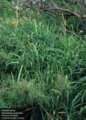 Elephant grass or Napier grass (Pennisetum purpureum)