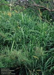Elephant grass or Napier grass (Pennisetum purpureum)