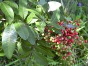 Brazilian pepper (Schinus terebinthifolius)