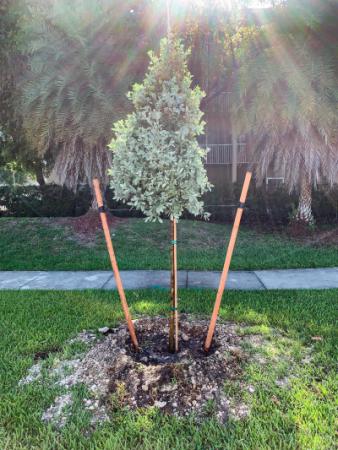 Photo of new tree planted