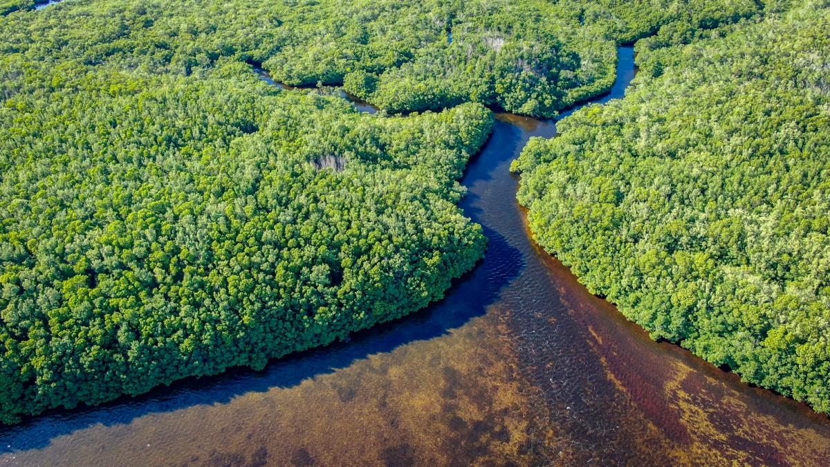 Image of mangroves along the coast